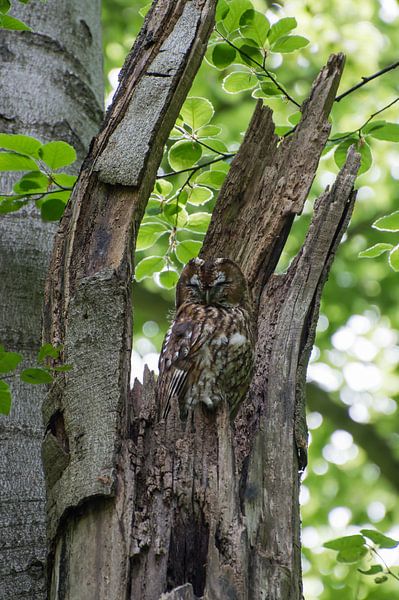 Waldkauz von Danny Slijfer Natuurfotografie