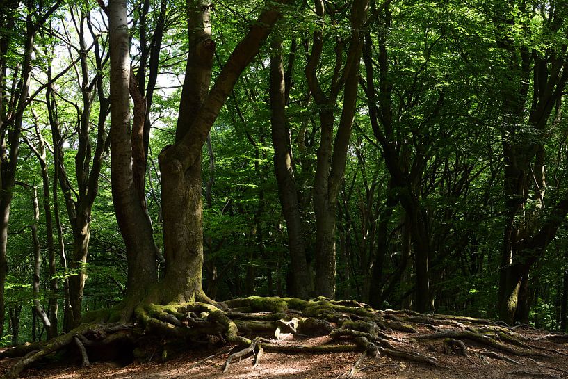 Un arbre avec des racines par Gerard de Zwaan