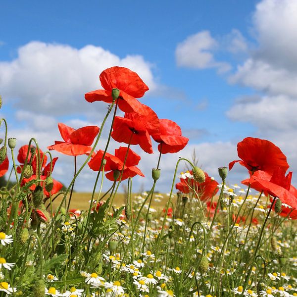 Coquelicots par Ostsee Bilder