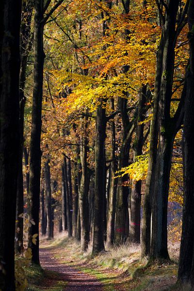 Vreemdeling tussen de Eiken van Joep de Groot