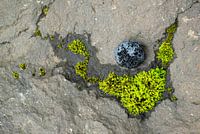 Moosige Konstellation