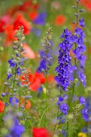 Donker blauwe Riddersporen