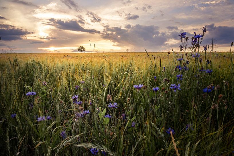 Arbre solitaire au coucher du soleil par Fotos by Jan Wehnert
