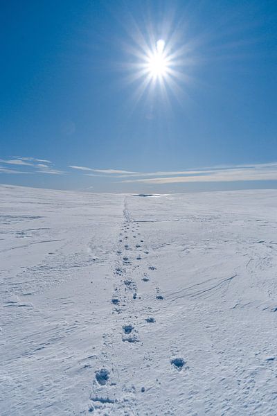 Spuren im Schnee auf einem schwedischen Hochplateau von Leo Schindzielorz