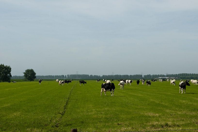 Paysage avec des vaches par Mooi-foto van Well