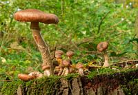 Paddestoelen op boomstronk