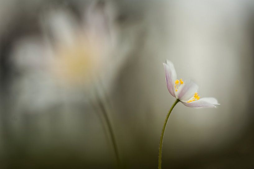Bosanemoon - Anemone nemorosa by Aukje Ploeg