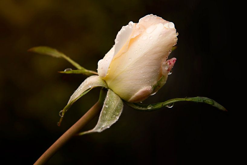 Rose by Maren Oude Essink