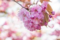 Pink flowers on a branch