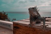 Iguana
