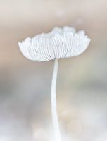 Hasenfuß in Pastellfarbe