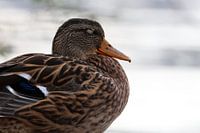 Sleeping mallard on the shore side