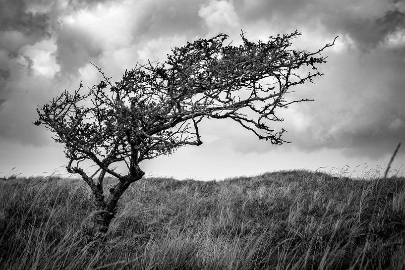 Eenzame boom op Ameland von Ron van Ewijk