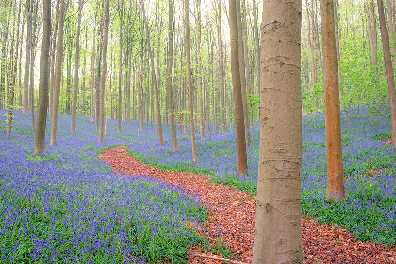 Pfad durch einen Buchenwald mit Bluebell-Blüten von Sjoerd van der Wal Fotografie