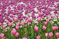 Flowerfield in Keukenhof, the Netherlands