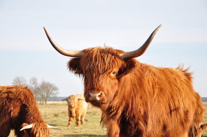 hooglanders bij diever von Marten Wieringa
