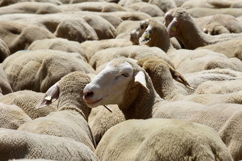 Schafe von Norman Krauß