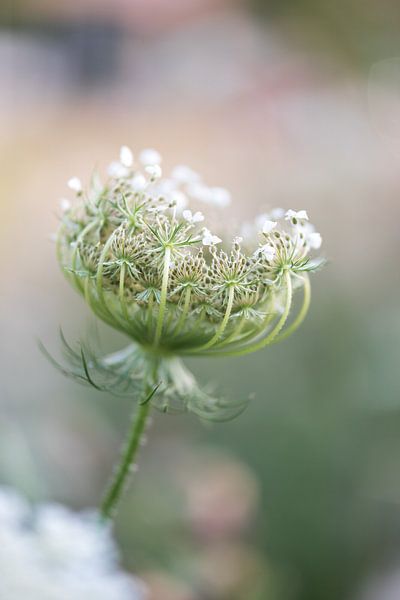 Summer flower by Patrick Verheij