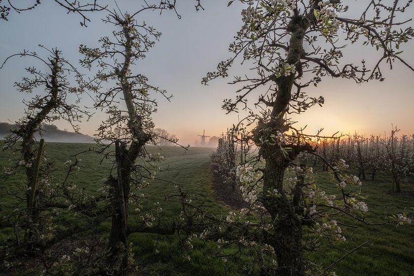 Moulin Le Papillon entre les fleurs par Moetwil en van Dijk - Fotografie