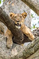 Tree climbing lioness / African landscape / Nature photography / Uganda