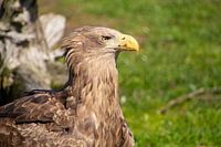 Aigle chauve européen