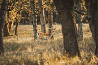 Hirsche in den Dünen der Wasserversorgung