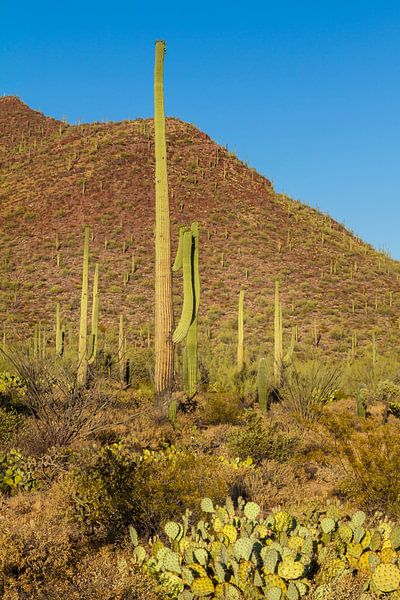 SAGUARO NATIONAL PARK Scenic impression by Melanie Viola