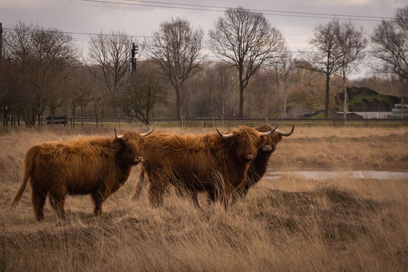 Les Highlanders écossais sur les landes par Jacqueline Kroezen