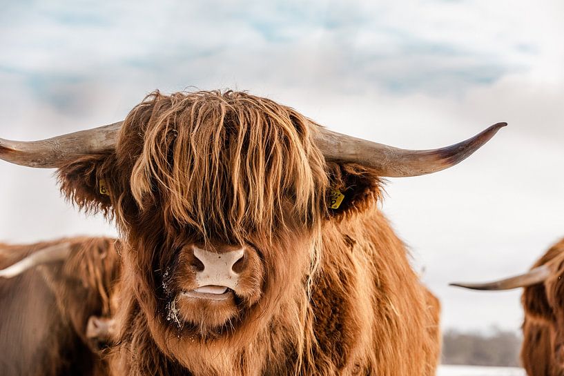 Porträt der schottischen Highlander im Schnee von KB Design & Photography (Karen Brouwer)