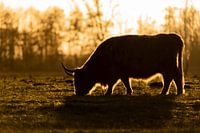 Schottischer Highlander in Silhouette