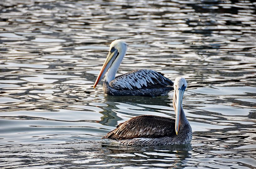 In Paracas, a pair of pelicans glide across the calm ocean by Frank Photos