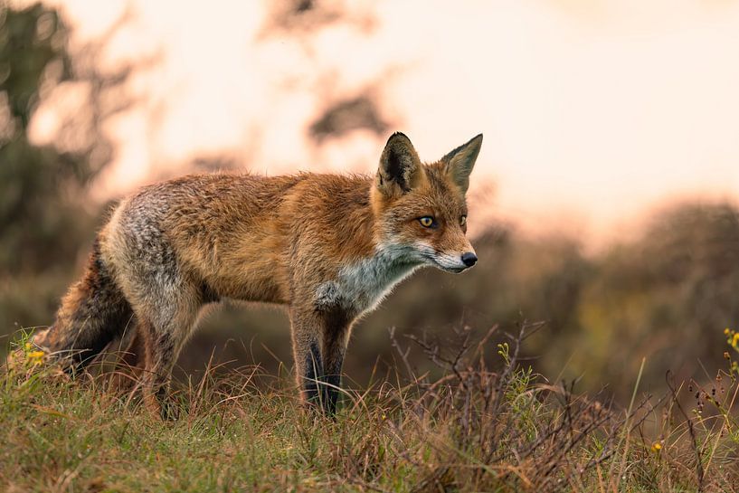 Goldener Mantel in der goldenen Stunde von Louise Poortvliet