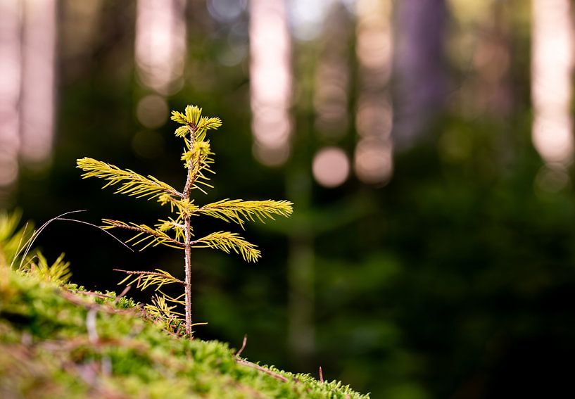 New life by Mandy Faulhaber