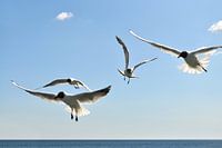 Seagulls in flight to the pier in Binz