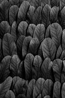 Natural Rhythm (black and white composition leaves)