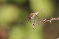 Braune Libelle auf einem Ast