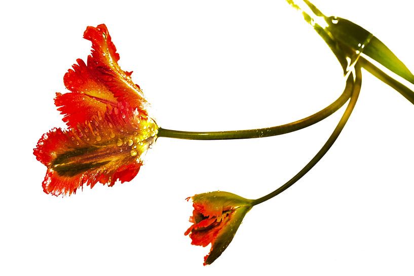 Die minimalistische Schönheit einer einzelnen roten Tulpe B auf Weiß von Joke de Jager