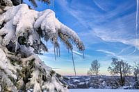 Ice cones on a fir tree