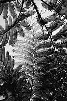 Balinese ferns in silhouette black and white