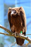 Eagle, beautiful bird