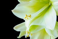 Das Spiegelbild der Lilie