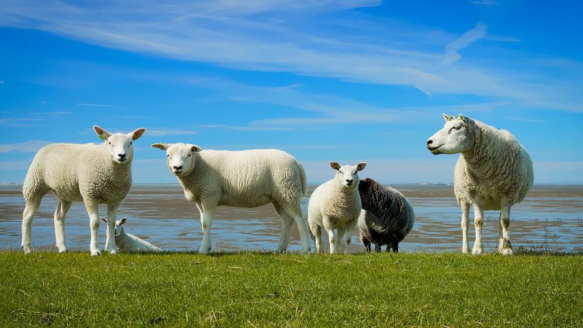 Schapen op de dijk langs de Waddenzee van Saranda in t Veld Fotografie