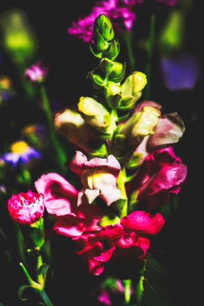 Style my Home series by Liberty Ragazza Biesma by Liberty Biesma