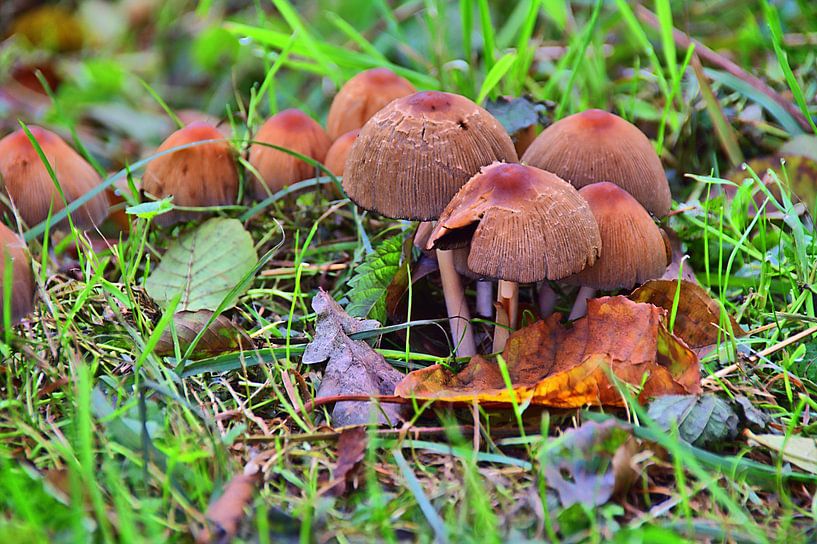 Pilzfamilie von Edgar Schermaul