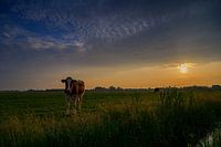 Sonnenuntergang auf der Wiese