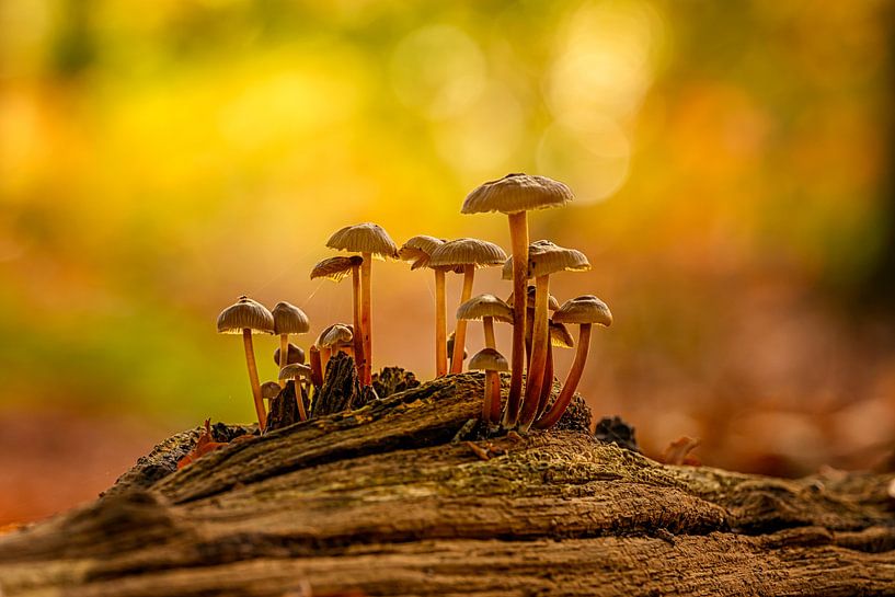 Mushrooms on a tree stump by Leon Okkenburg