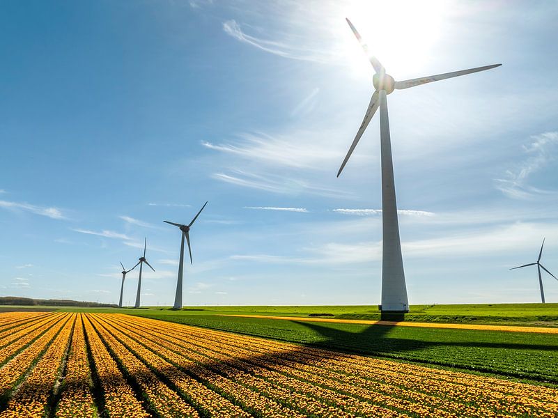 Tulips in agricultural fields with wind turbines in the background by Sjoerd van der Wal Photography