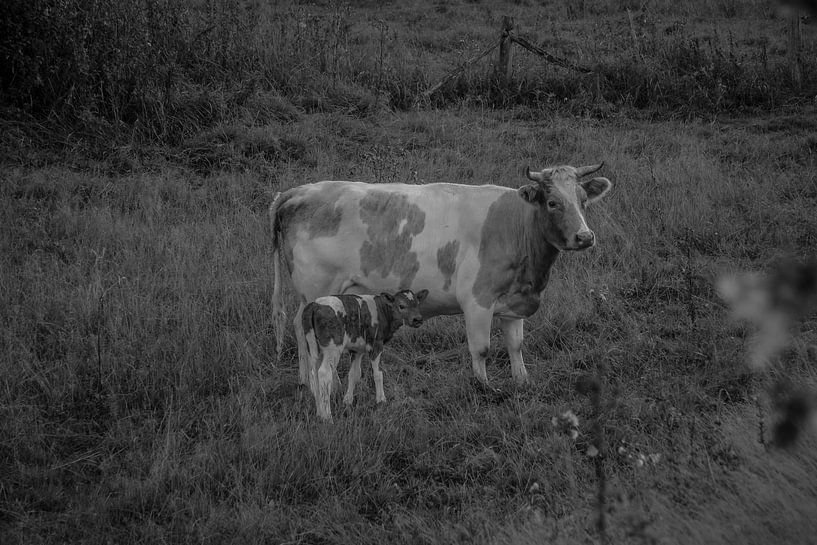 Heidekuh mit Kalb von Manon