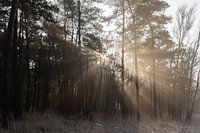 Brillez de mille feux !