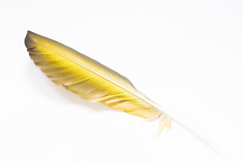 feder von Hennie Zeij